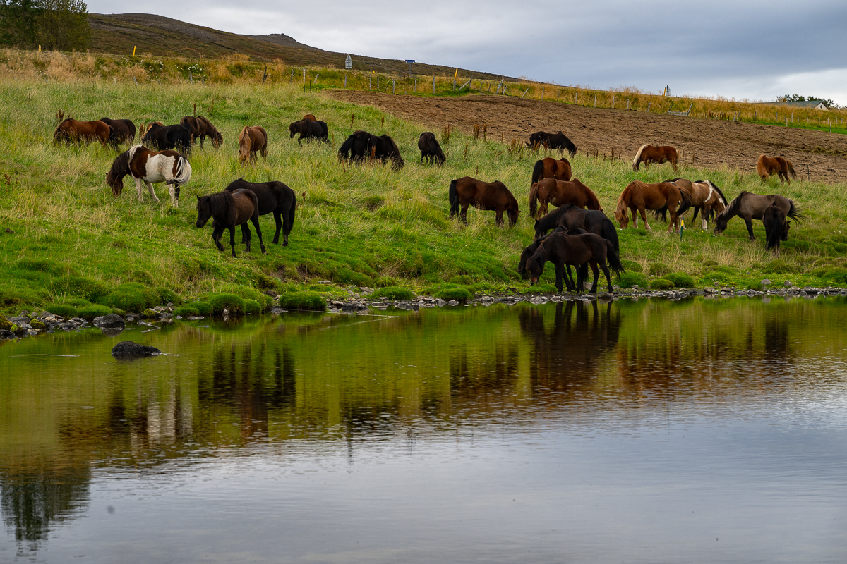 DSC_0666.jpg