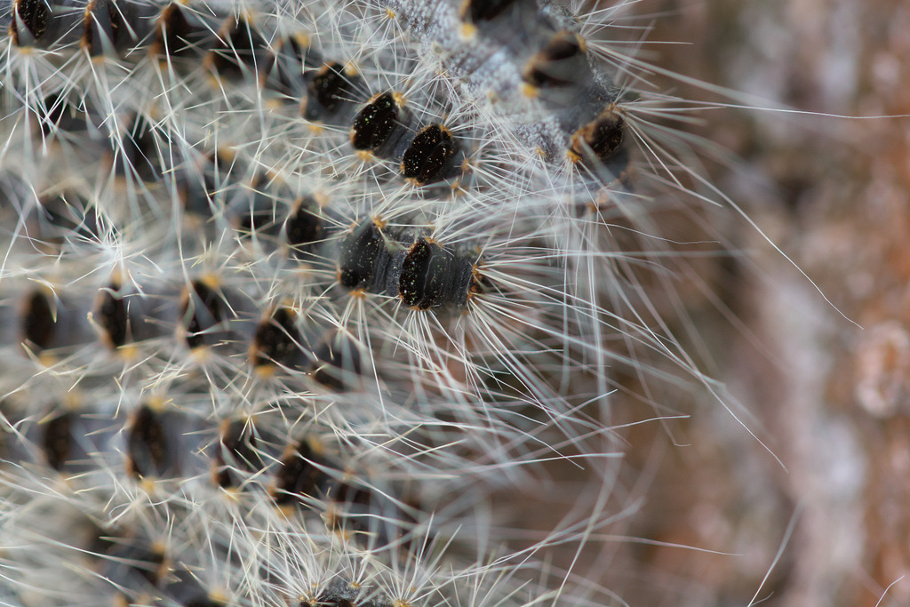 DSC_0733.jpg