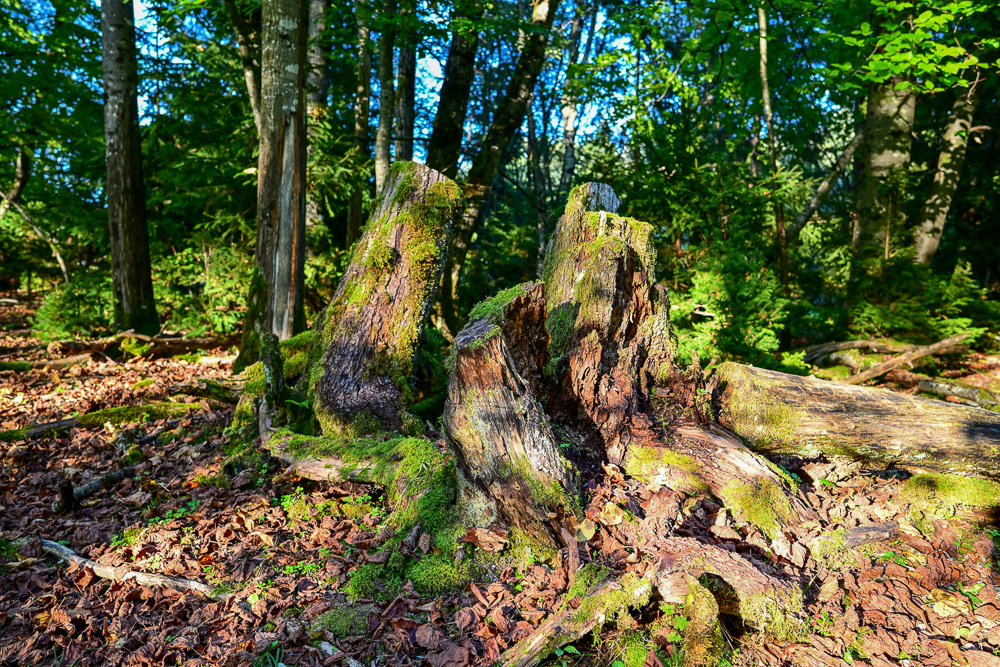 DSC_0735.jpg
