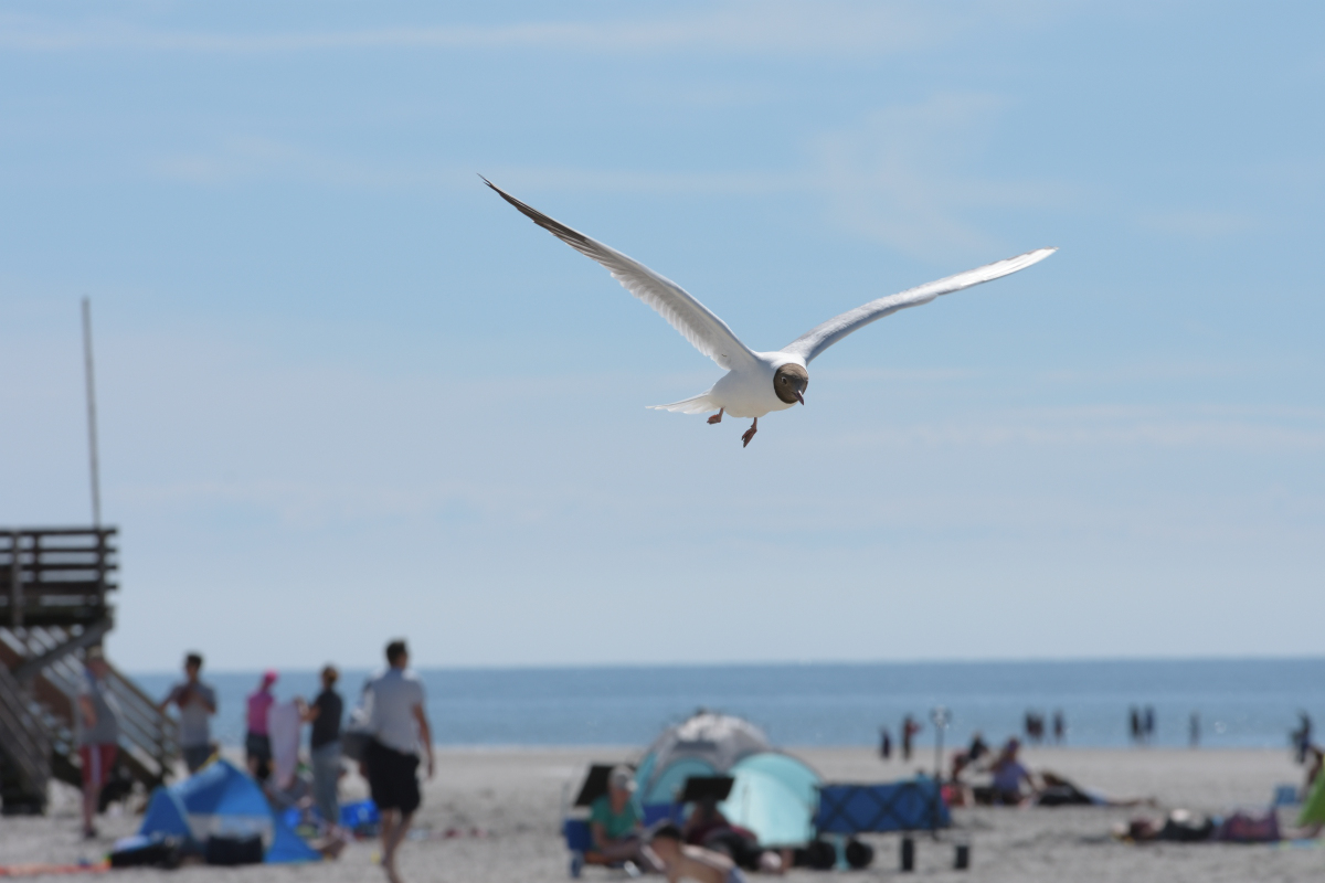DSC_0737.jpg