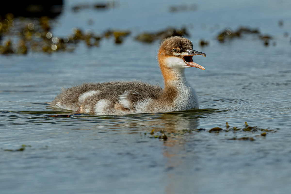 DSC_0771.jpg