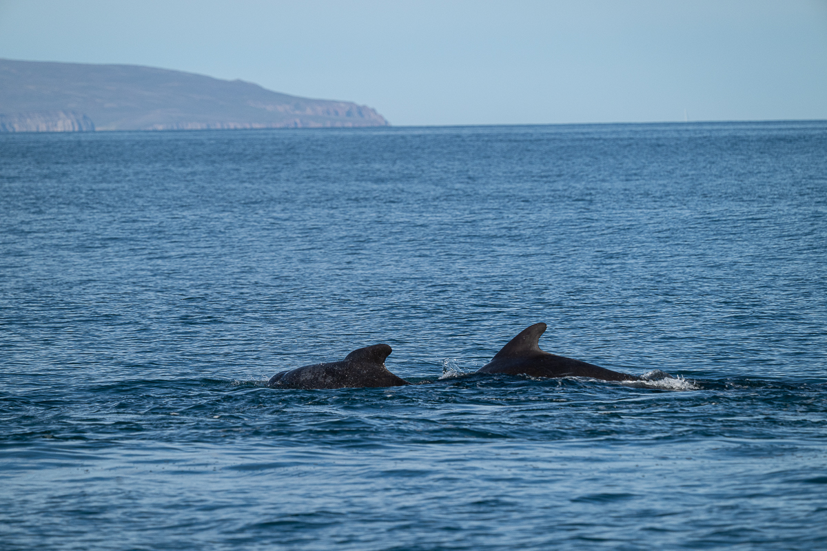 DSC_0779.jpg