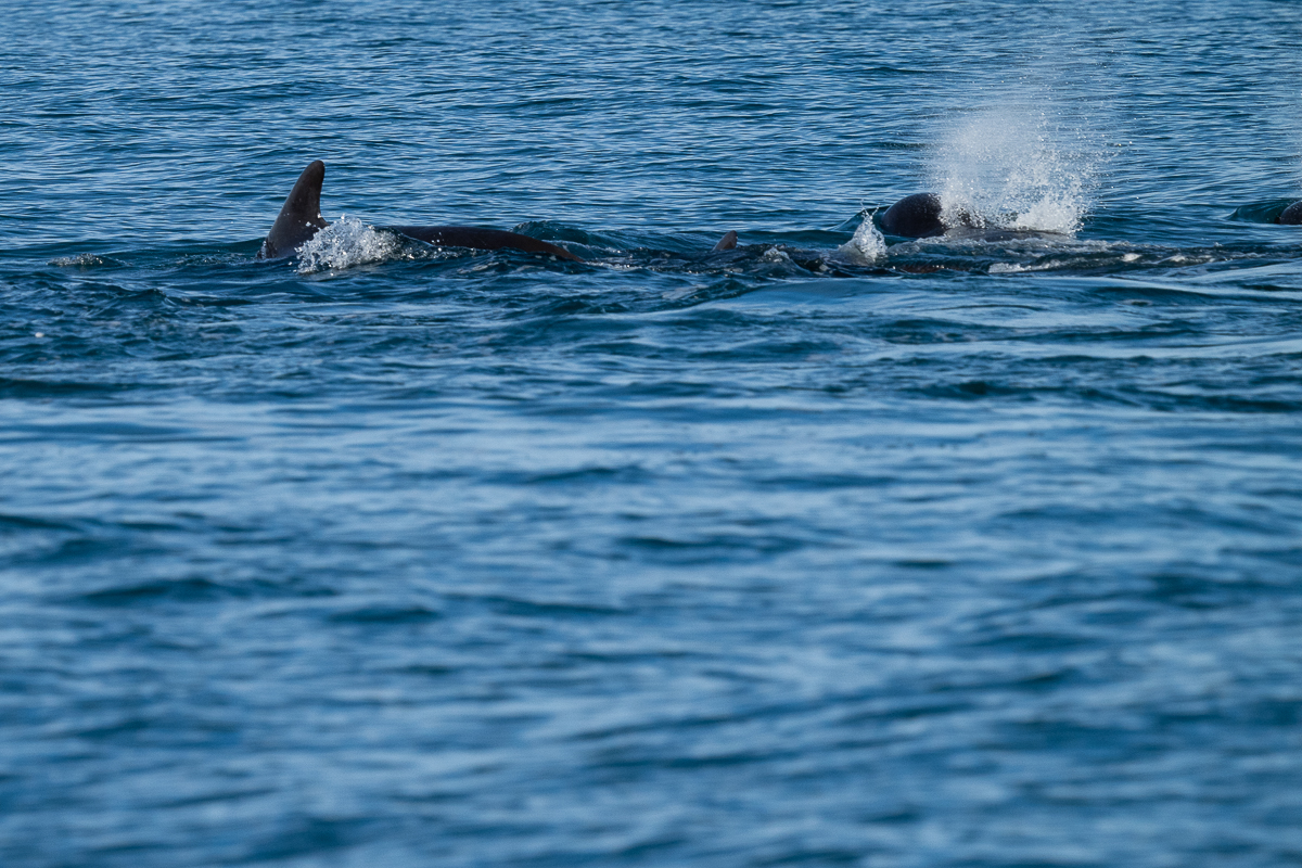 DSC_0786.jpg