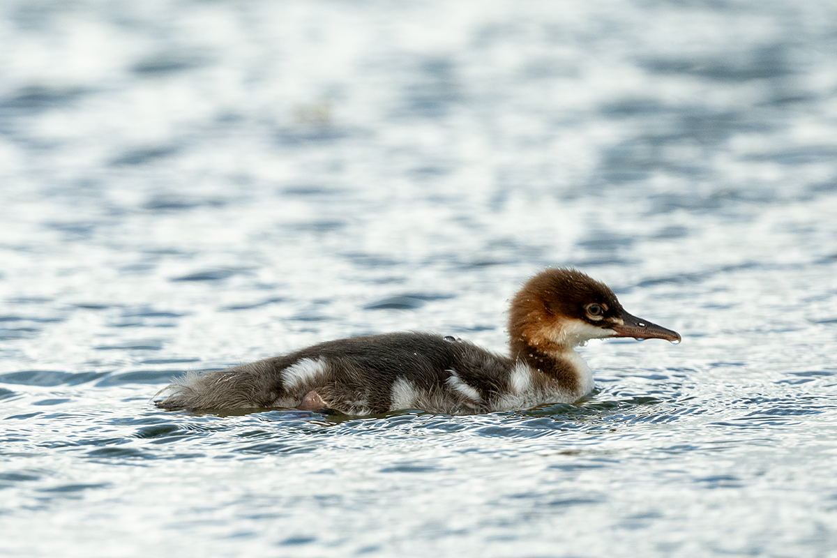 DSC_0790.jpg