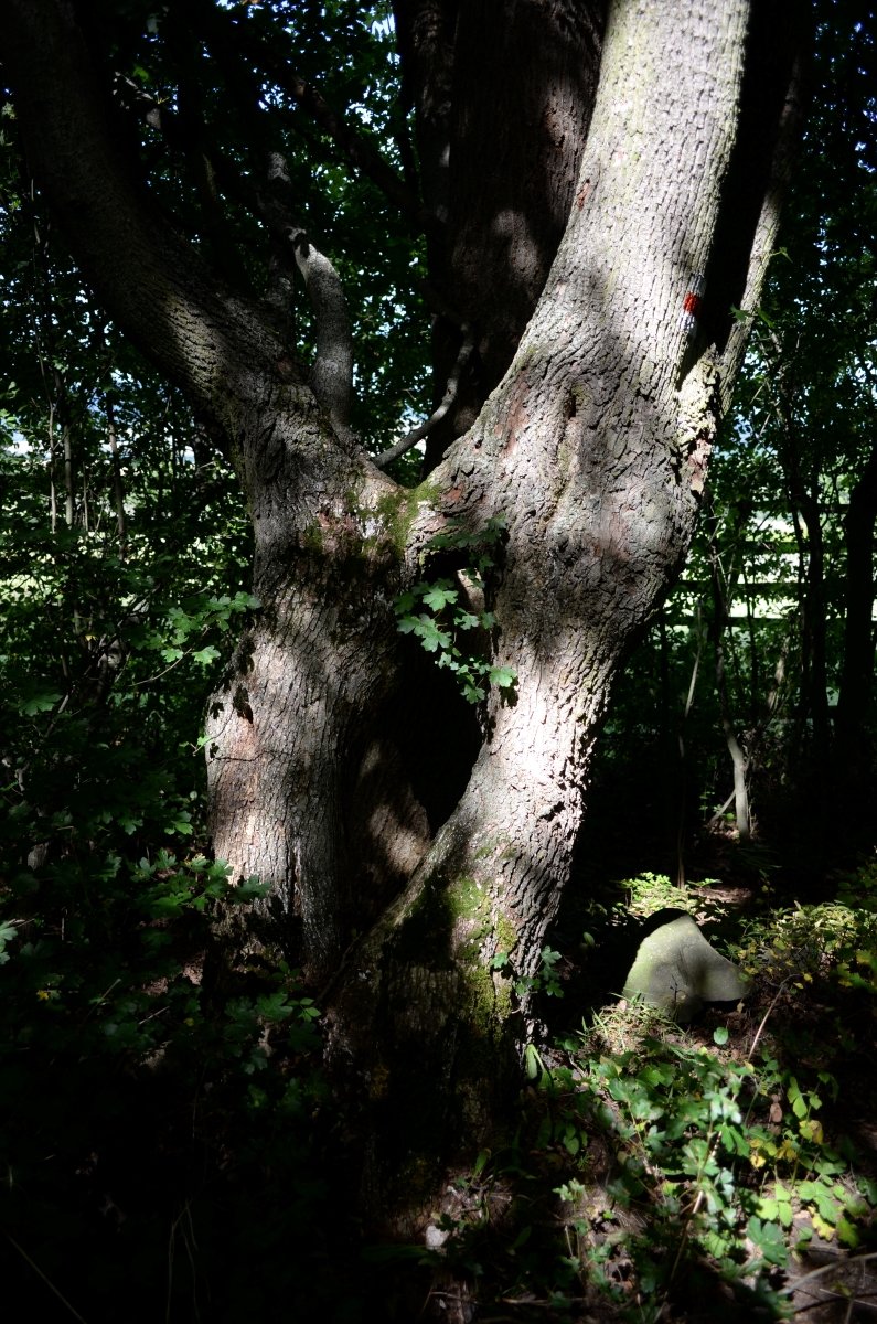 DSC_0790n.JPG