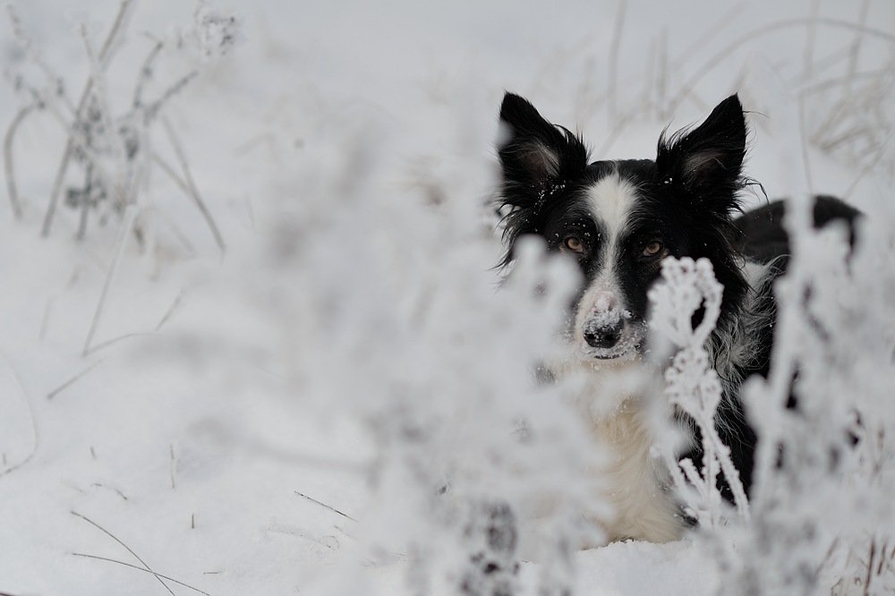 DSC_0792a.jpg
