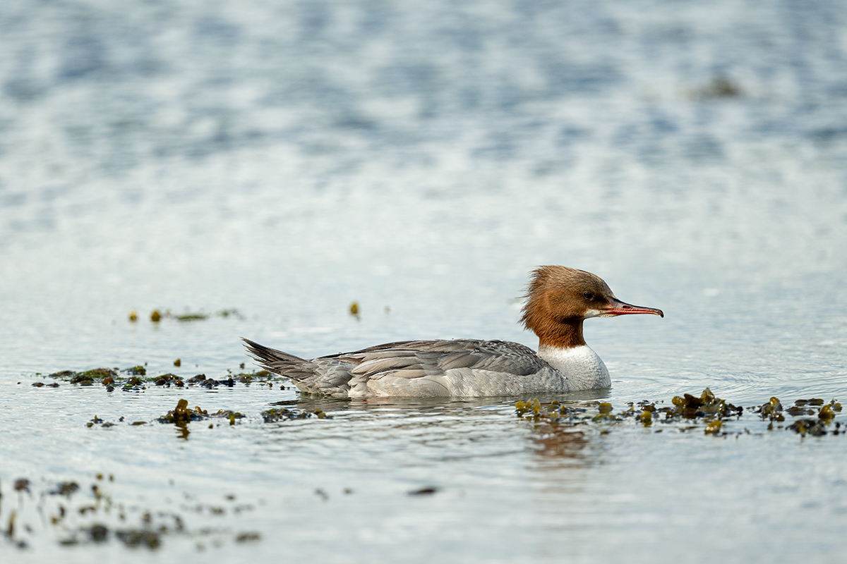 DSC_0793.jpg