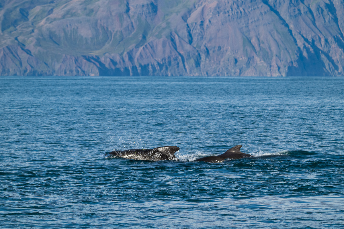 DSC_0807.jpg