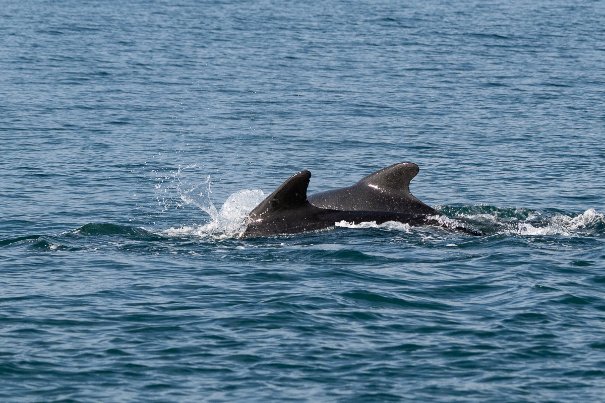 DSC_0849.jpg