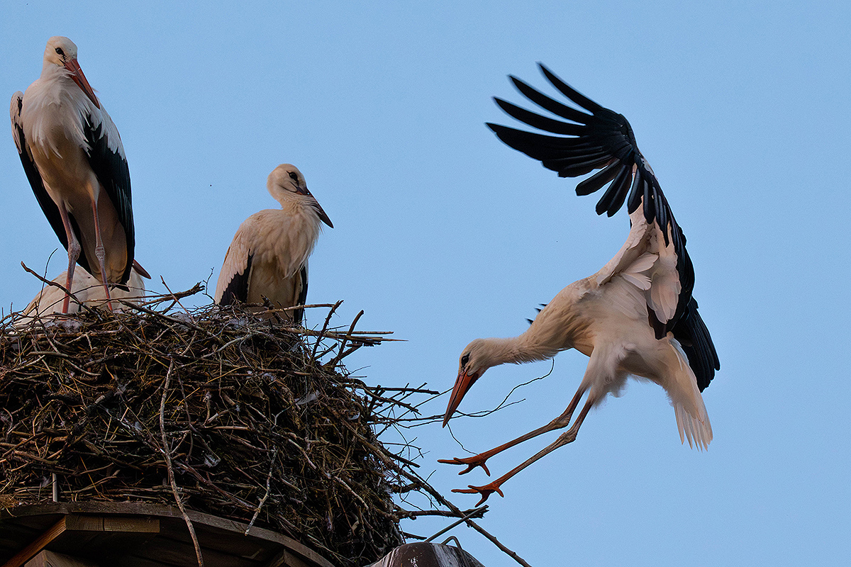 DSC_0873k.jpg