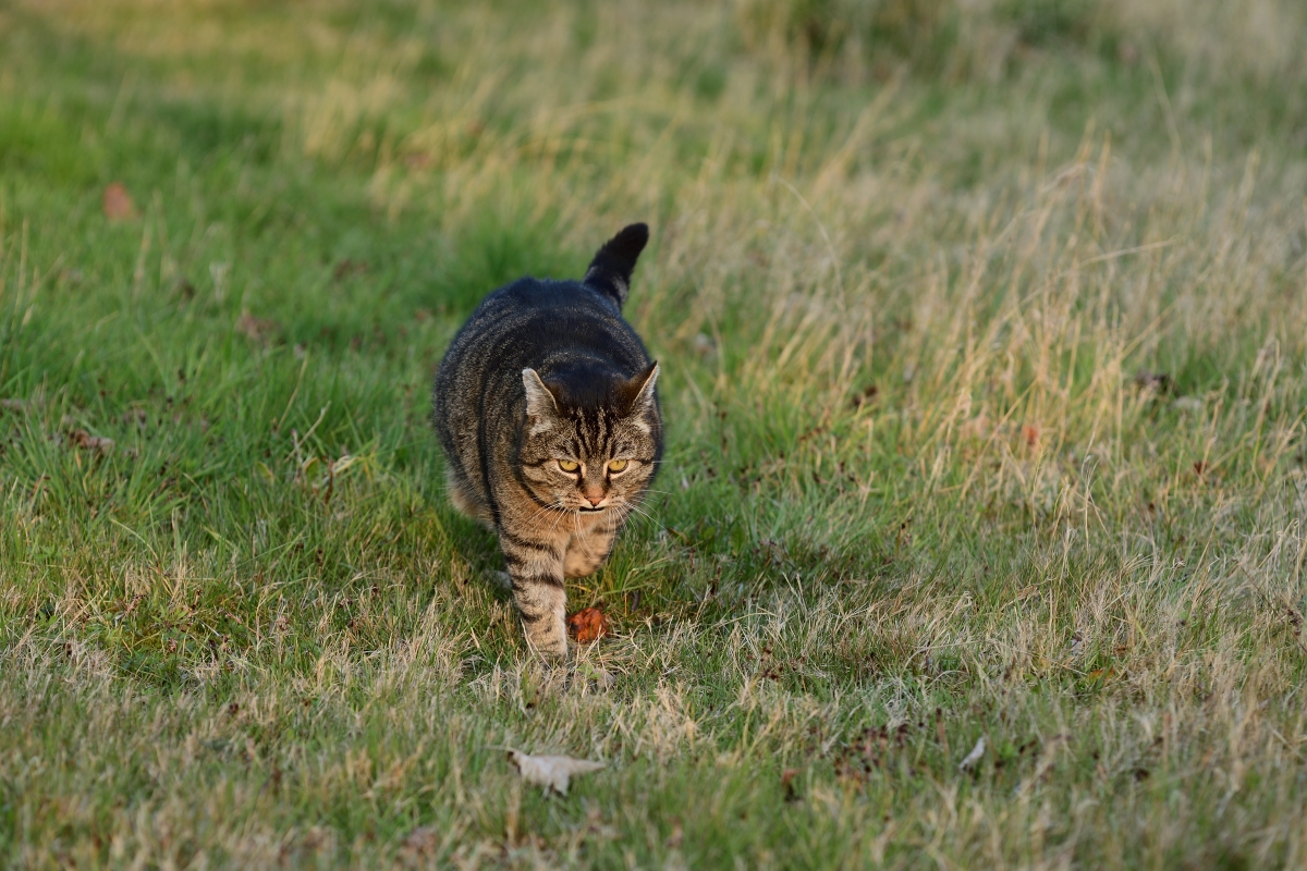DSC_0901_00001n.jpg