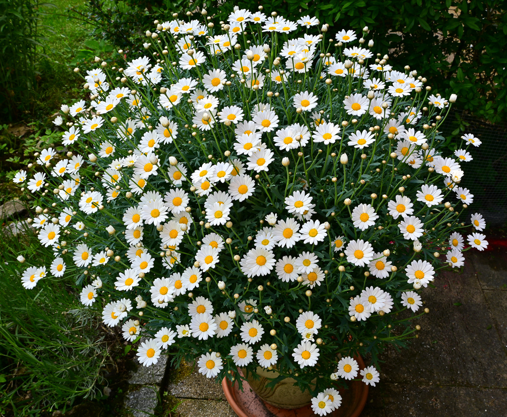 DSC_0905.jpg