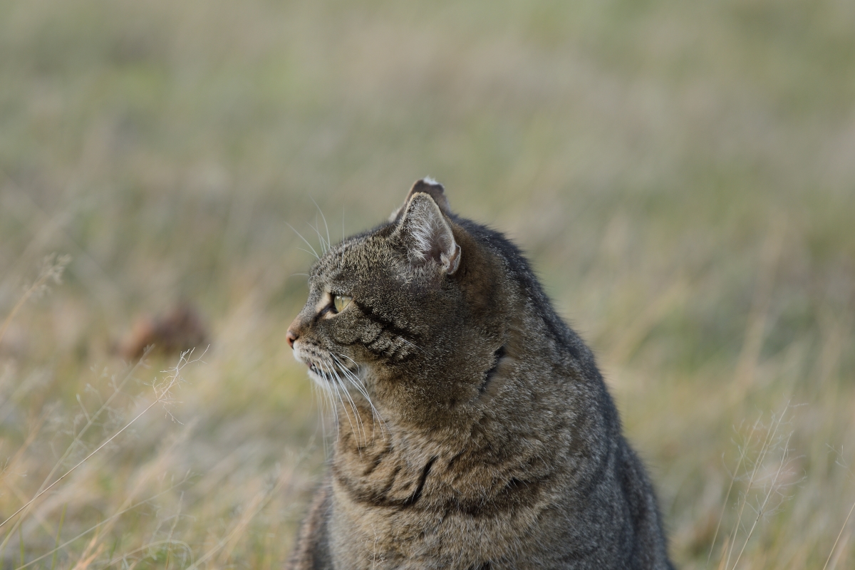 DSC_0908_00001n.jpg