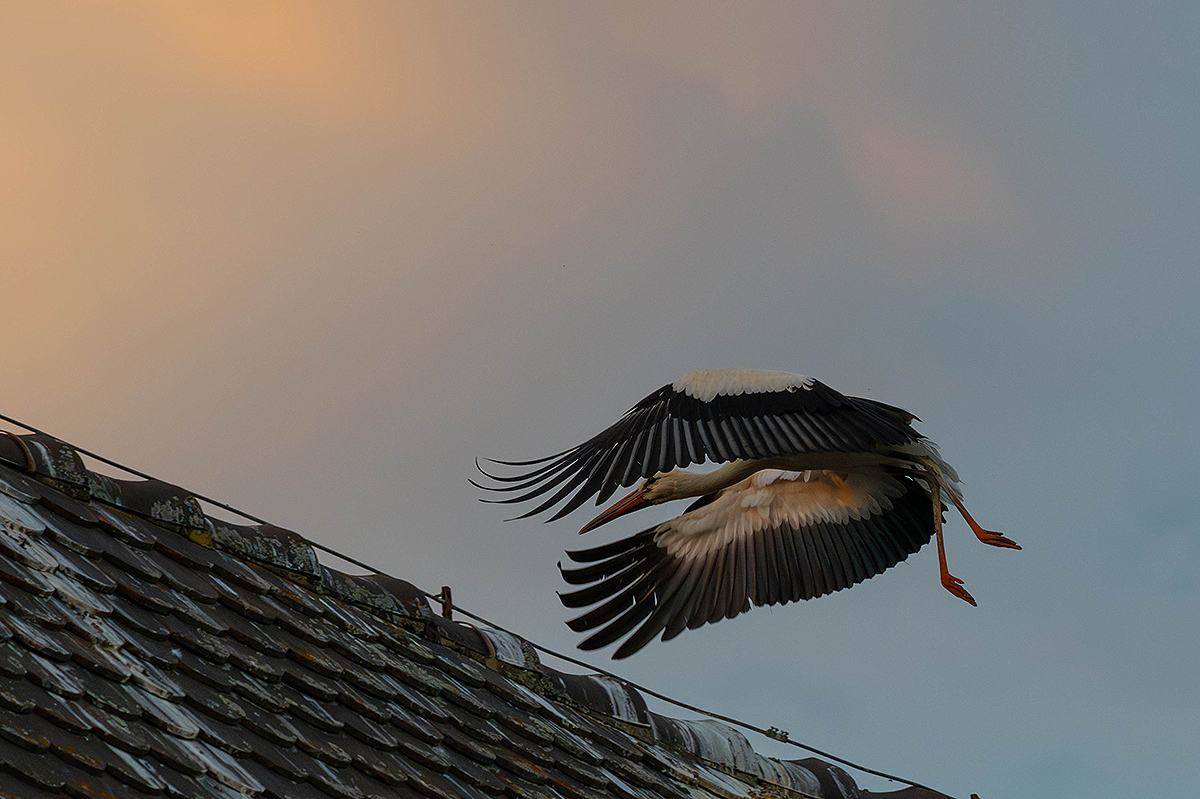 DSC_0917k.jpg