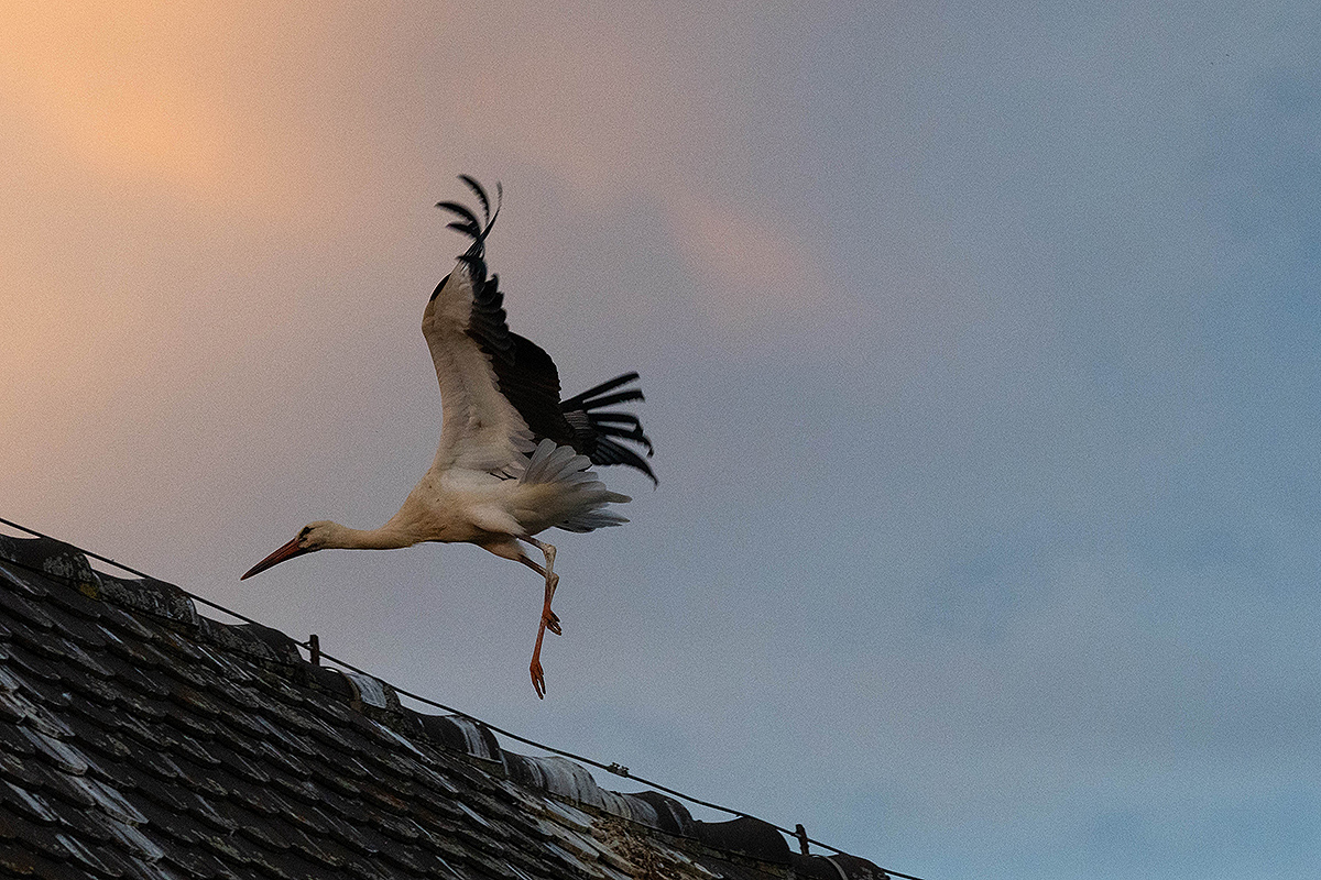 DSC_0918k.jpg