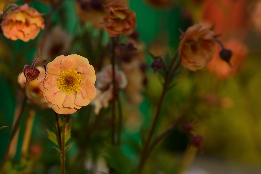 DSC_0938a.jpg