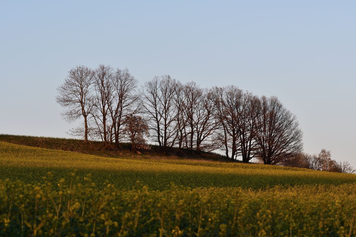 DSC_0996_00001n.jpg
