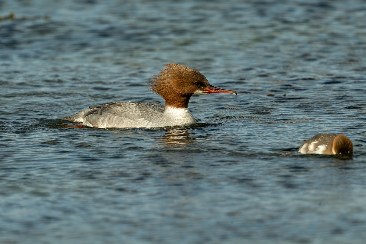 DSC_1002.jpg