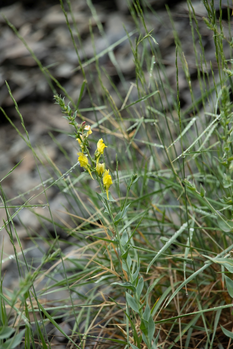 DSC_1008.jpg