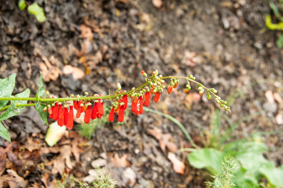 DSC_1011.jpg