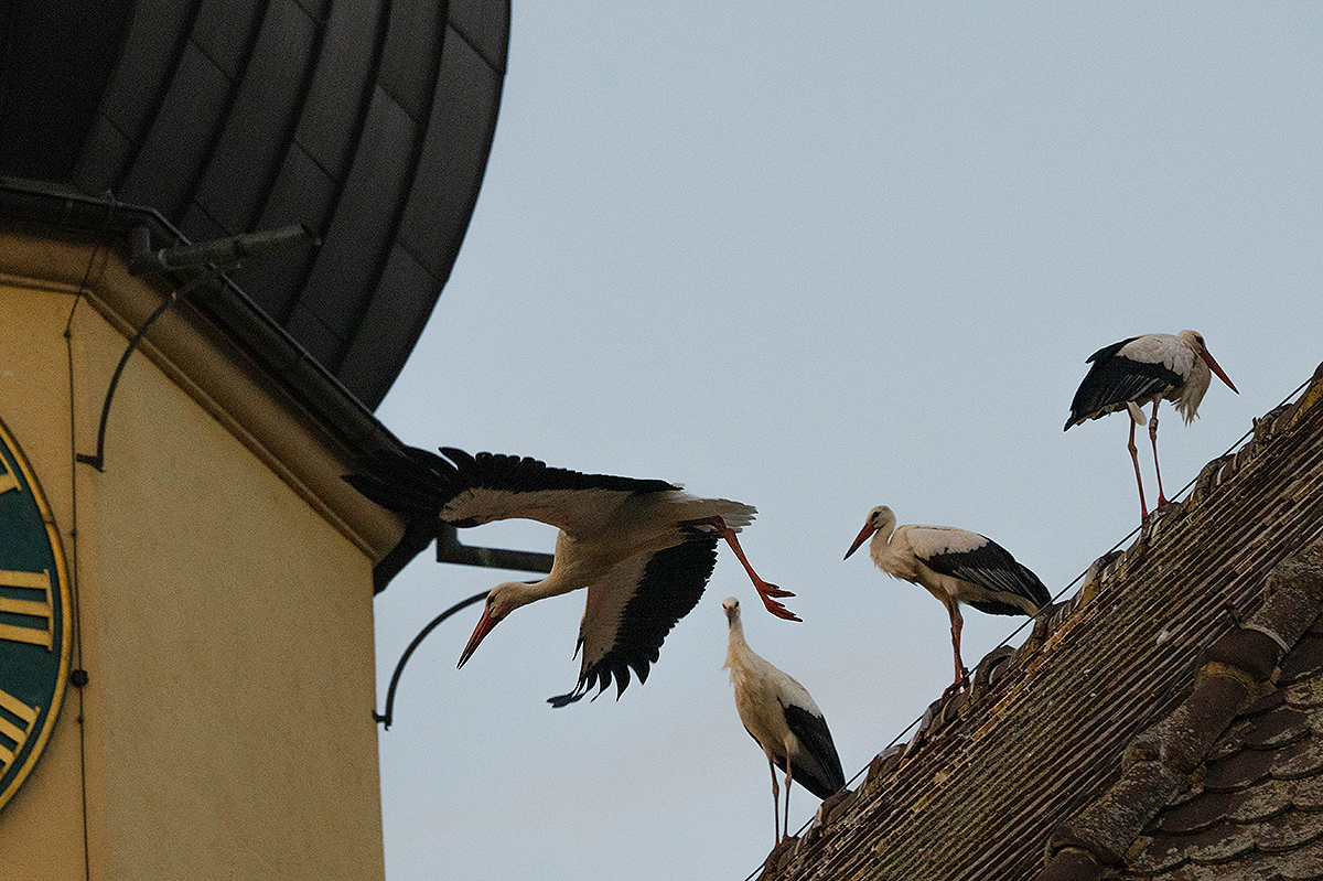 DSC_1100k.jpg