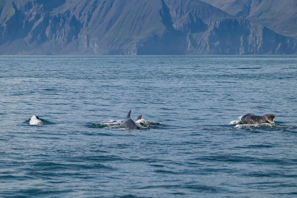 DSC_1101.jpg