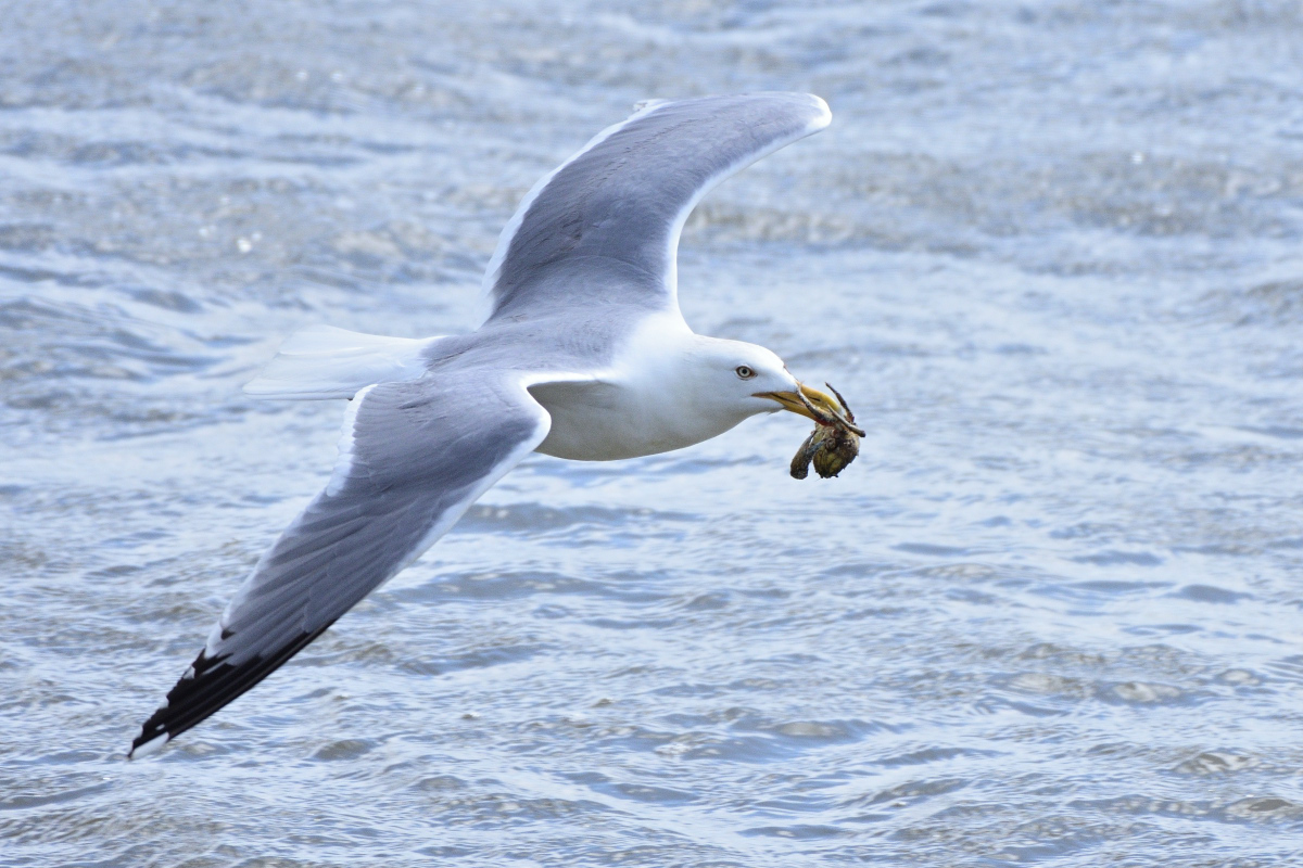 DSC_1109.JPG