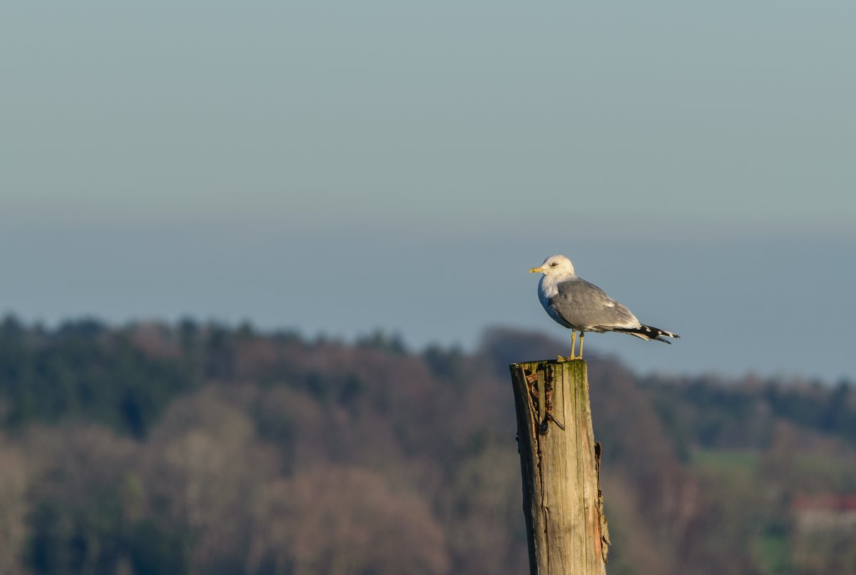 DSC_1110.jpg