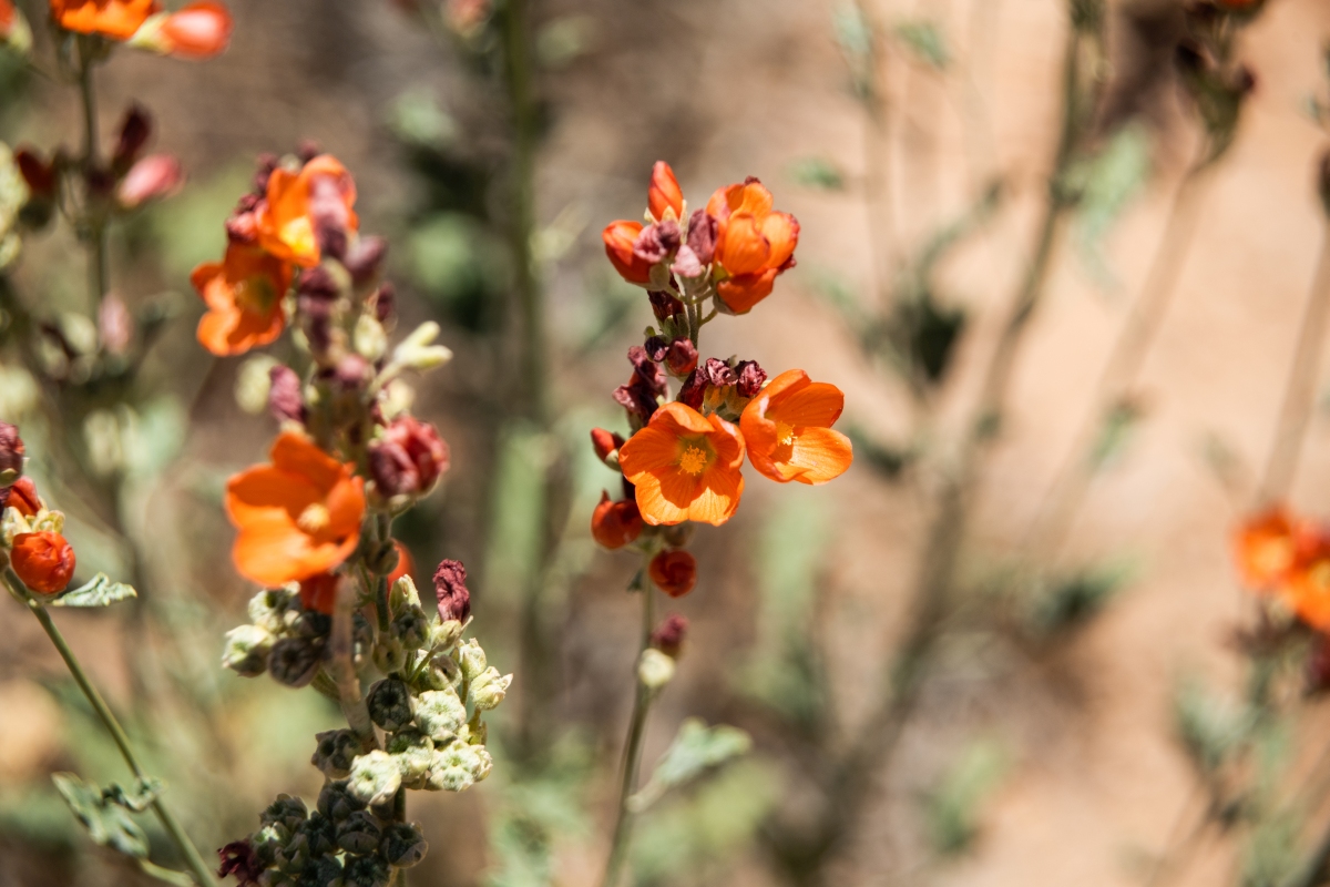 DSC_1114.jpg