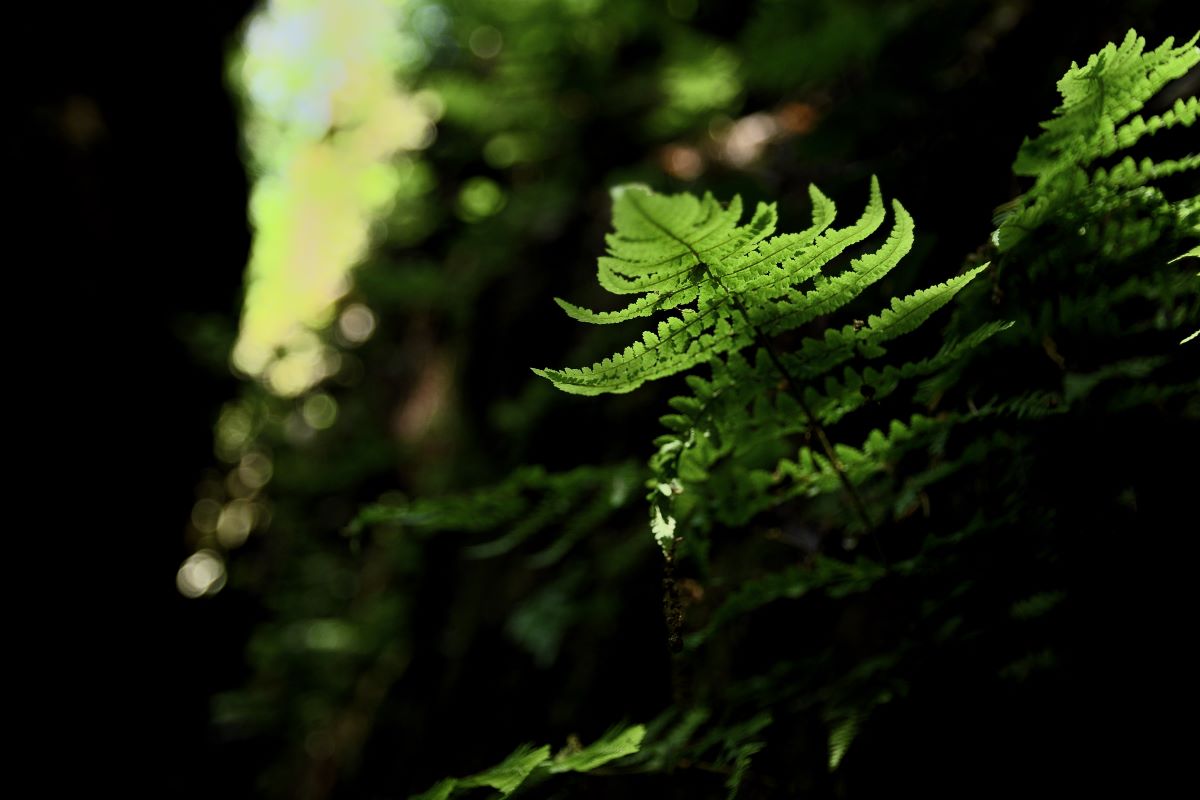 DSC_1128_00001_08n.jpg