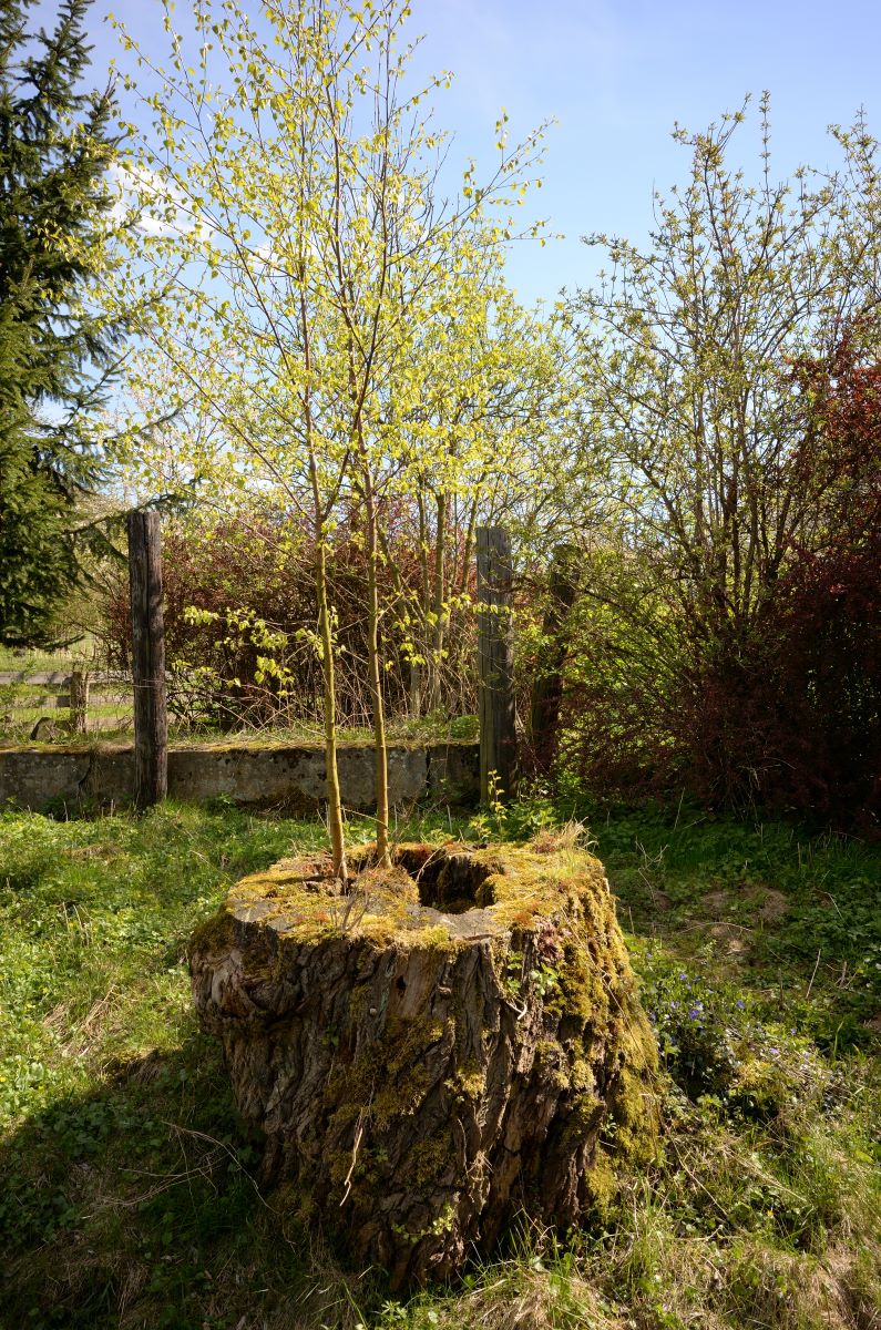 DSC_1135_00063n.jpg