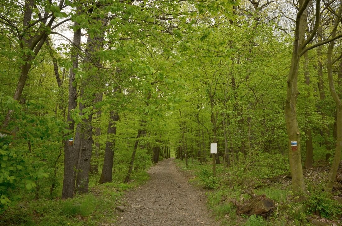 DSC_1151_00001n.jpg