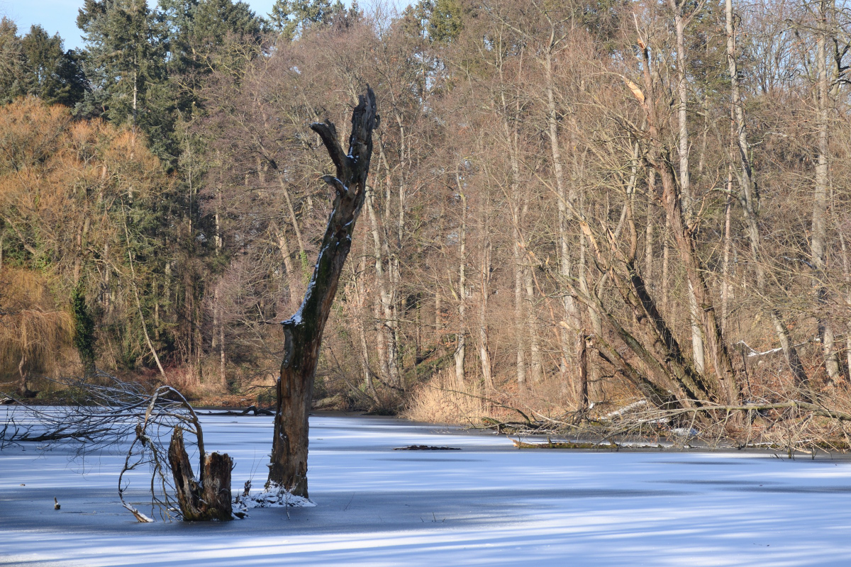 DSC_1156.JPG