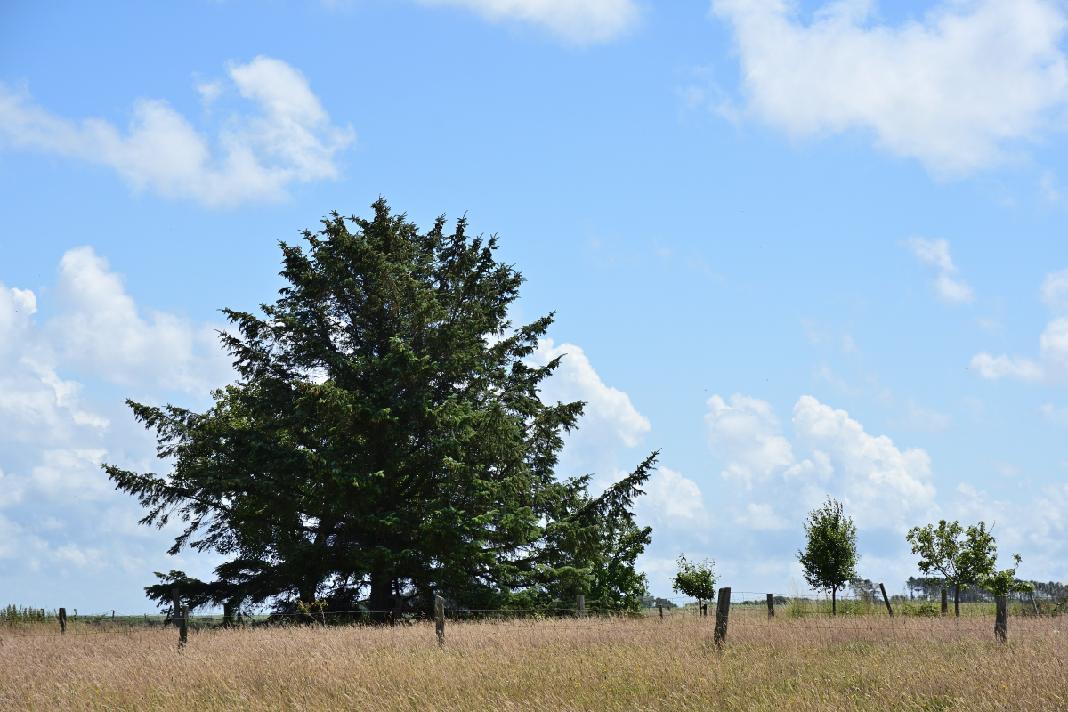 DSC_1157.JPG