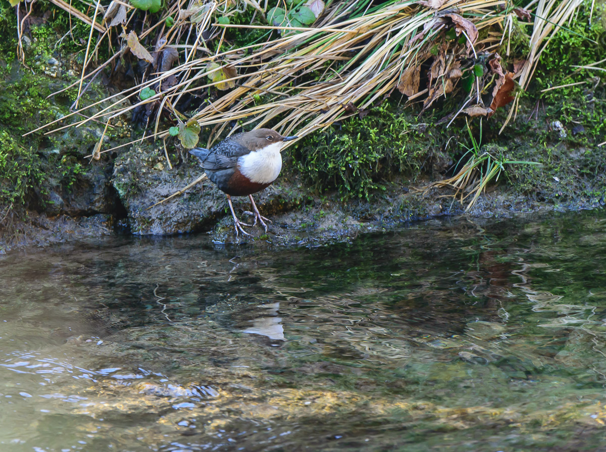 DSC_1165.jpg