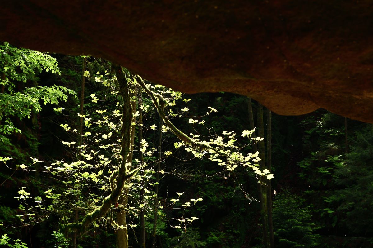 DSC_1169_00001n.jpg