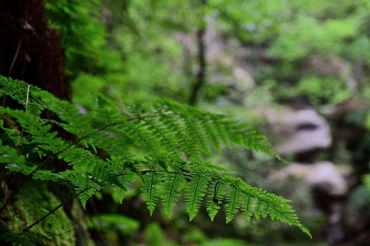 DSC_1178_00001n.jpg