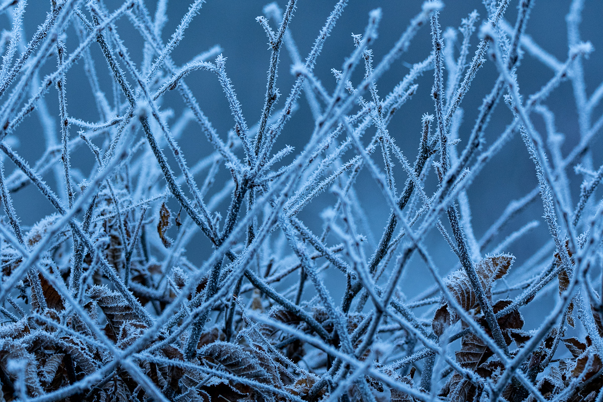 DSC_1201.jpg