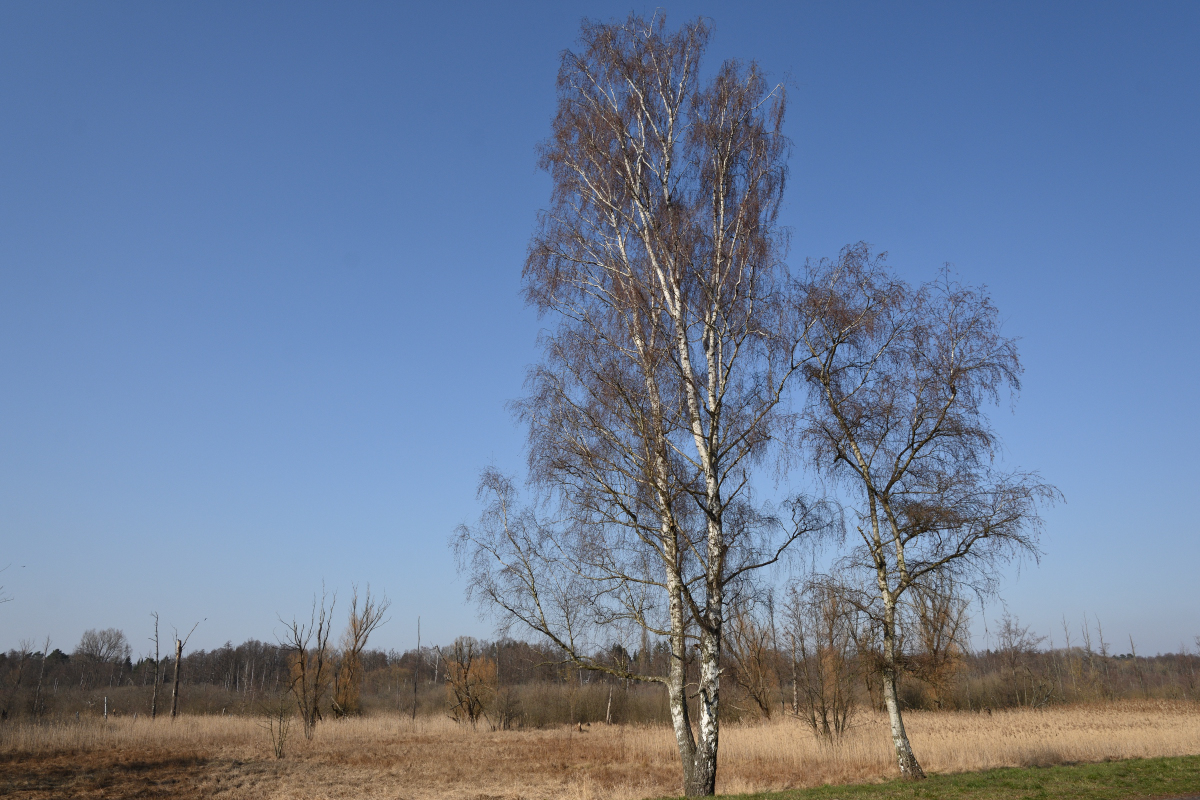 DSC_1205.JPG