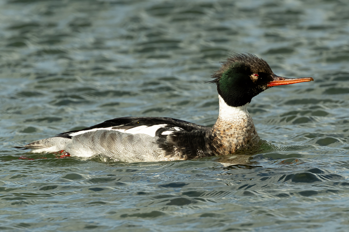 DSC_1207.jpg