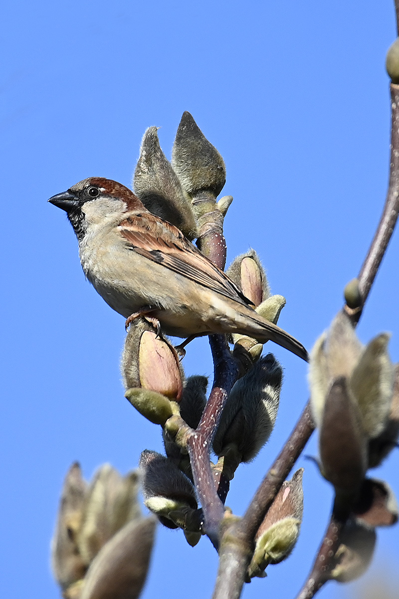 DSC_1212.JPG