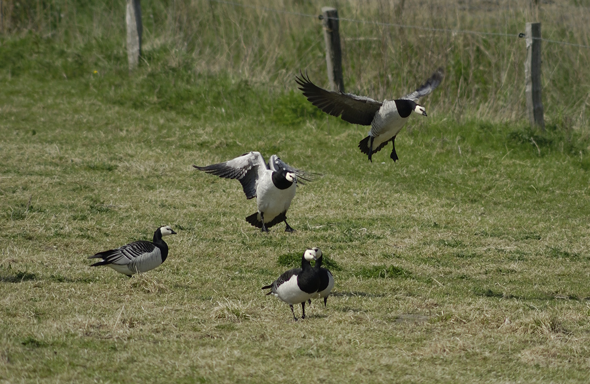 DSC_1217KAxl.jpg