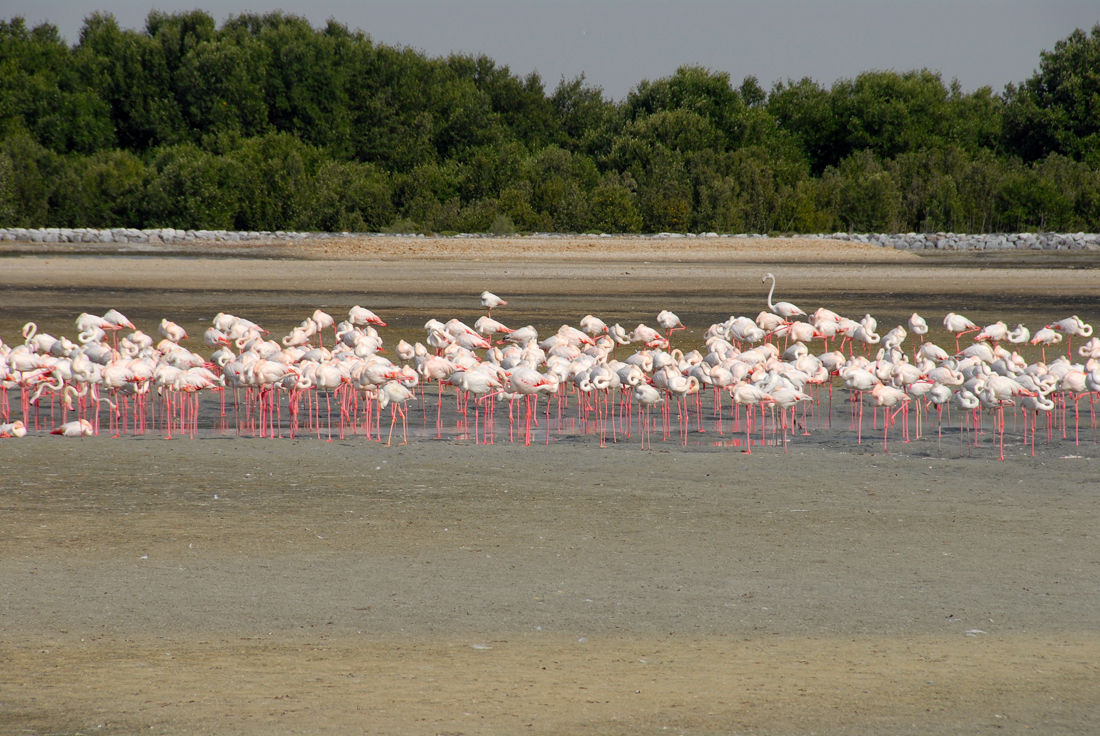 DSC_1232.jpg