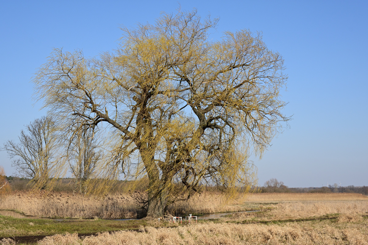 DSC_1238.JPG