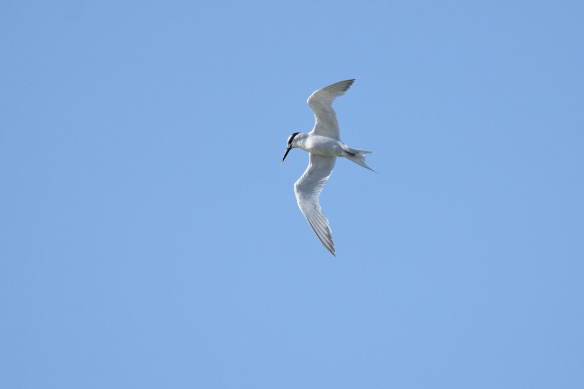 DSC_1249.JPG