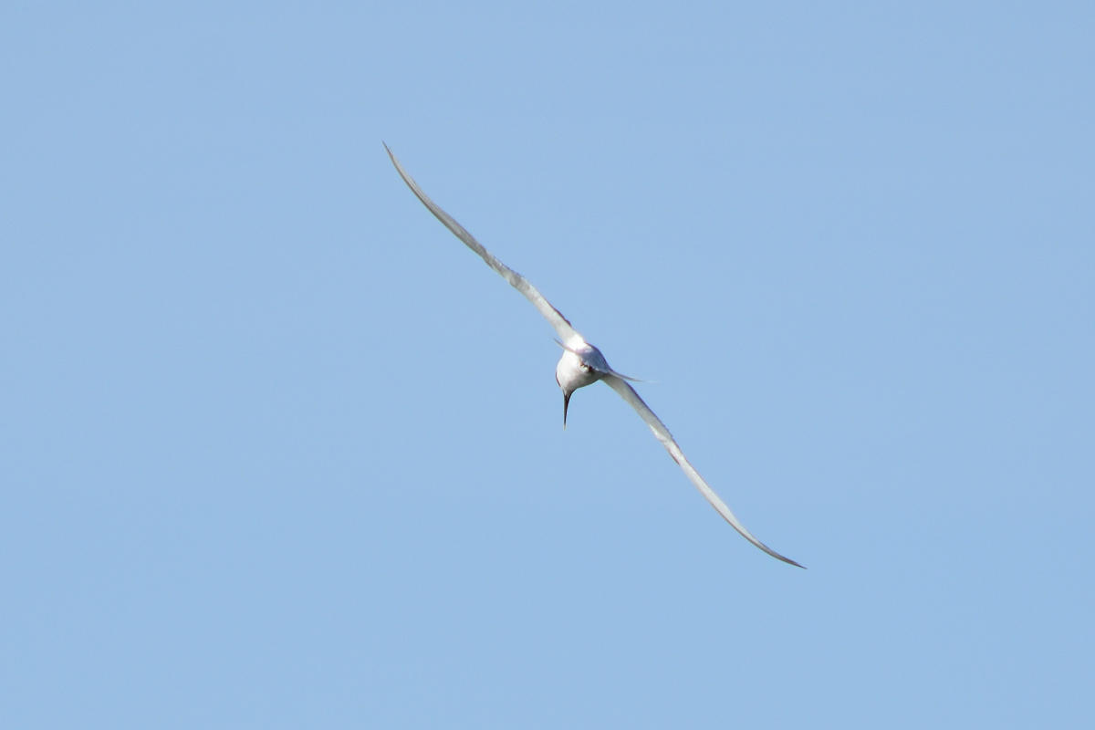 DSC_1254.JPG