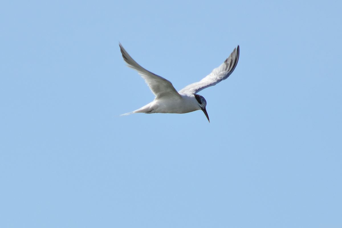 DSC_1279.JPG