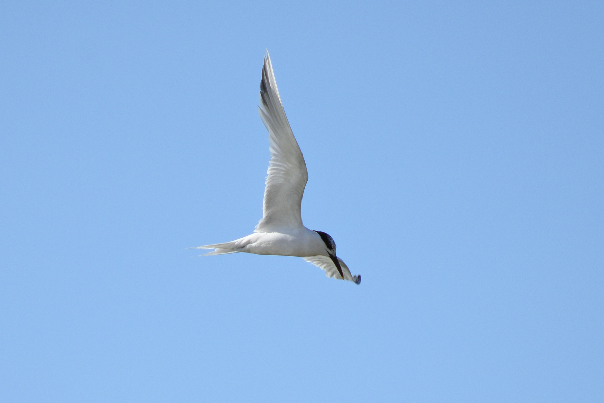 DSC_1286.JPG