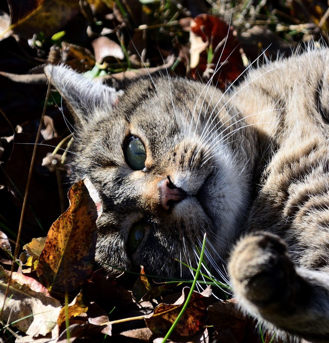 DSC_1325_00003n.jpg