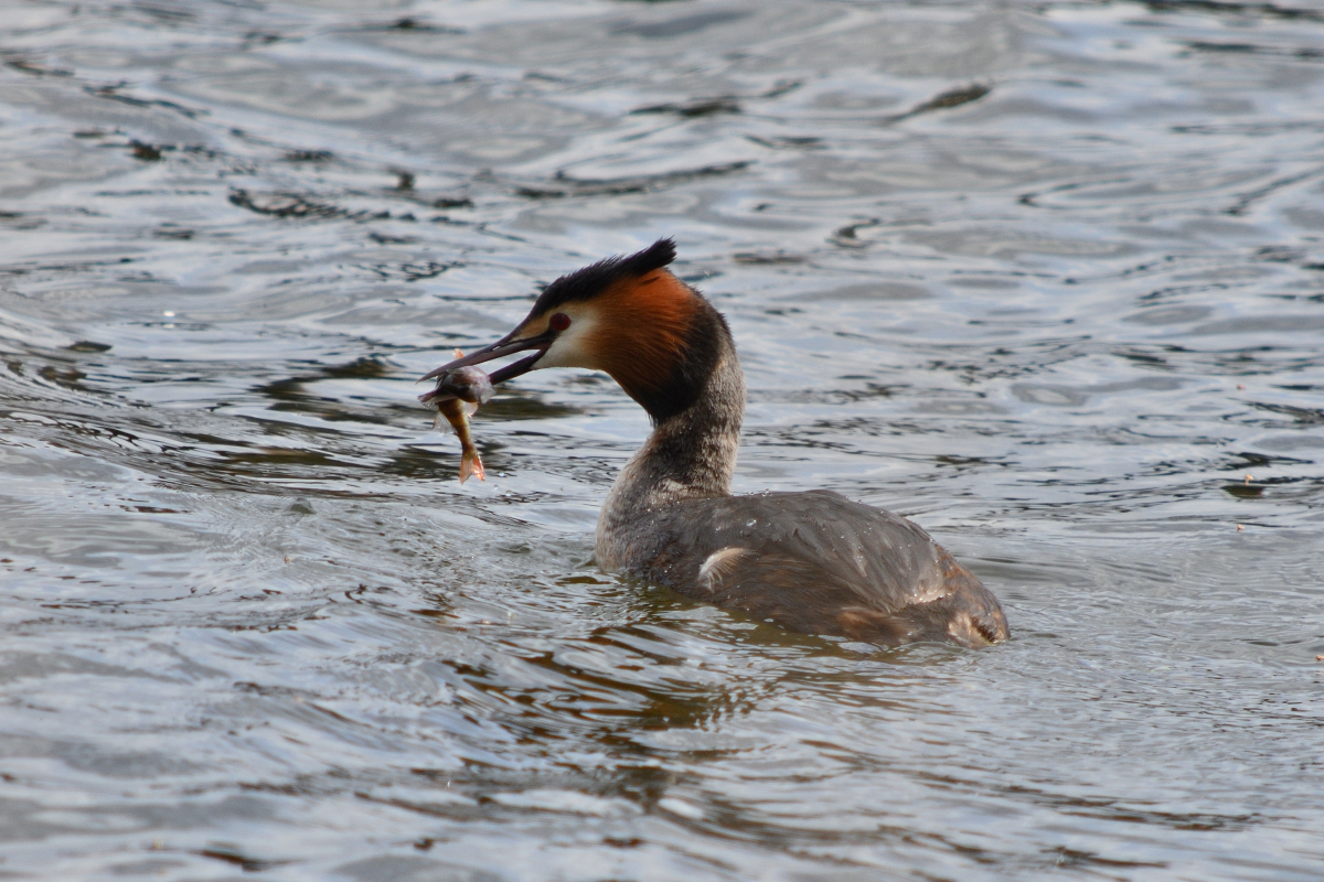 DSC_1367.JPG